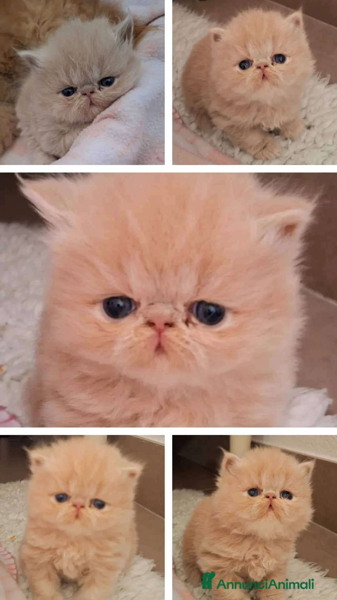 Persiano gatti in vendita: Cuccioli di persiano - Annuncio 2