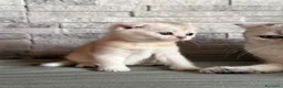 Scottish gatti in vendita: Cuccioli di Scottish Fold - Annuncio 14