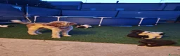 Lagotto cani in vendita: Lagotto - Annuncio 2