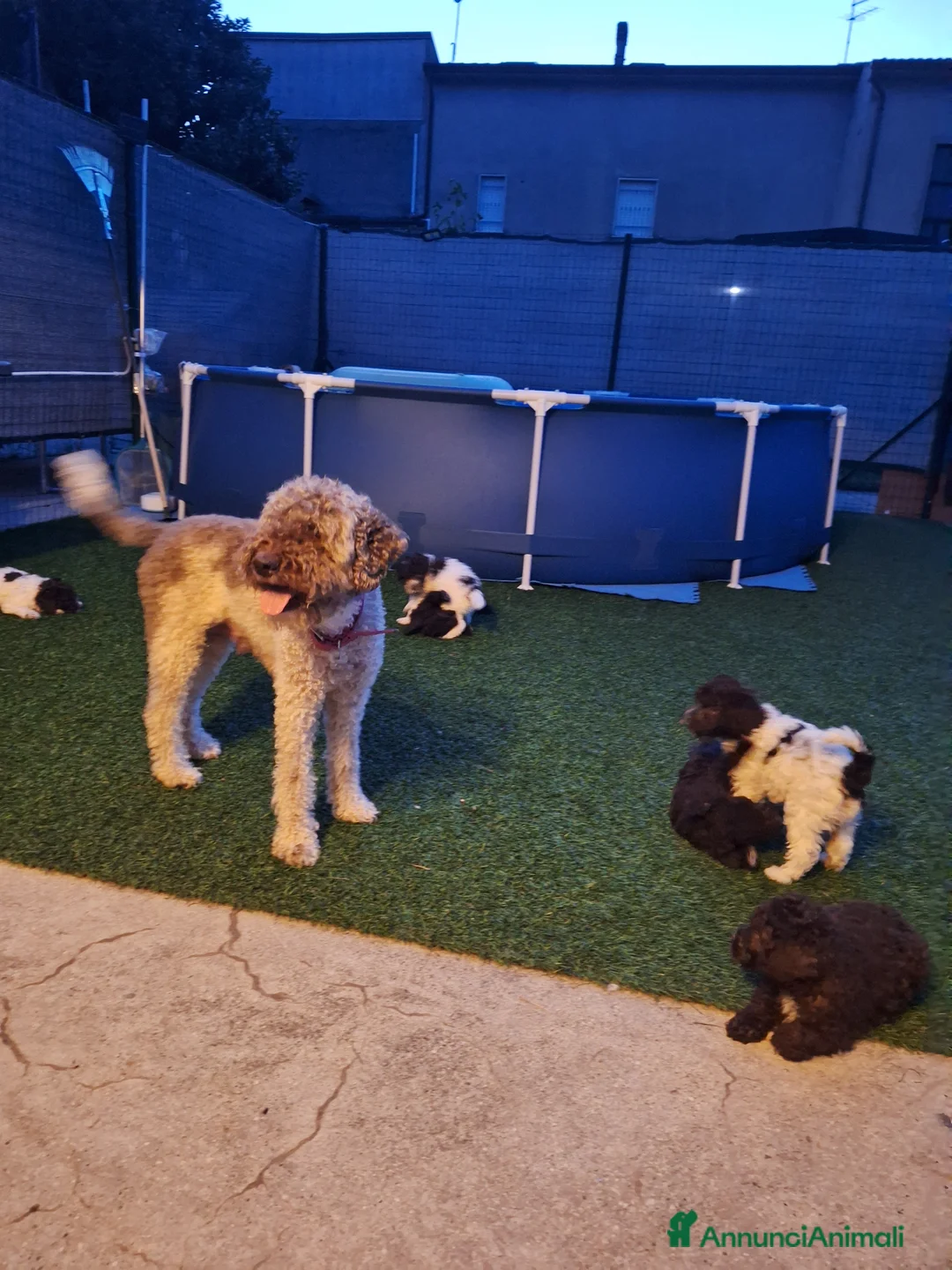 Lagotto cani in vendita: Lagotto - Annuncio 2
