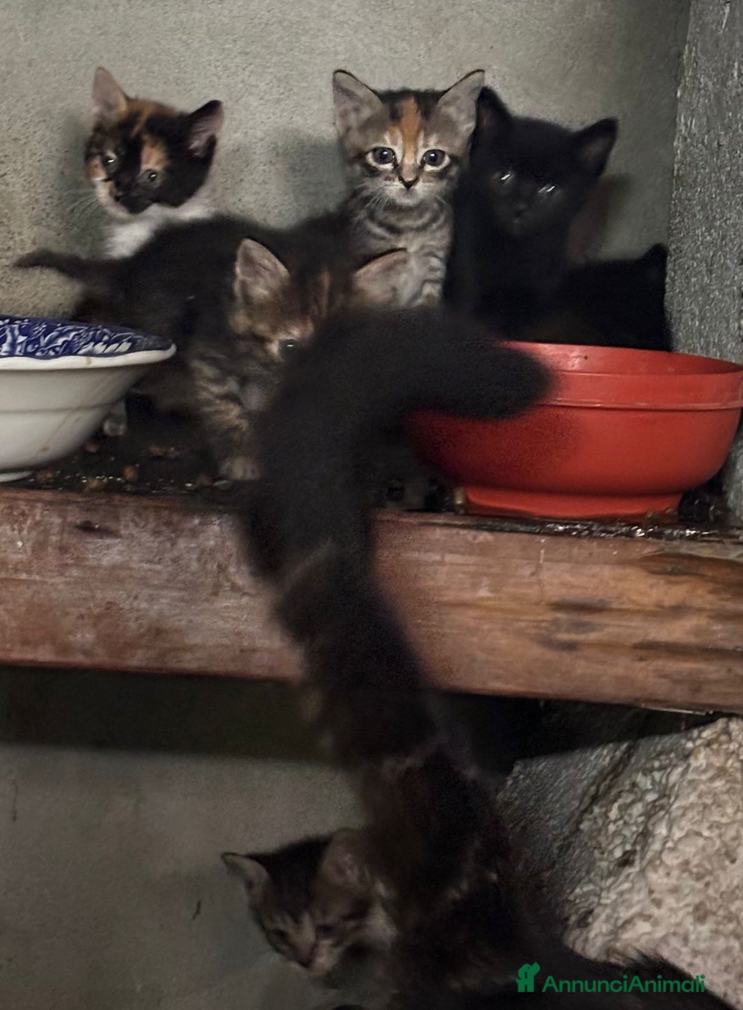 Altre razze gatti in vendita: 7 allegri batuffoli in cerca di casa a Province of Brescia - Immagine 12