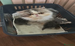 Persiano gatti in vendita: Cucciolo gatto persiano  a Città Metropolitana di Torino - Immagine 10