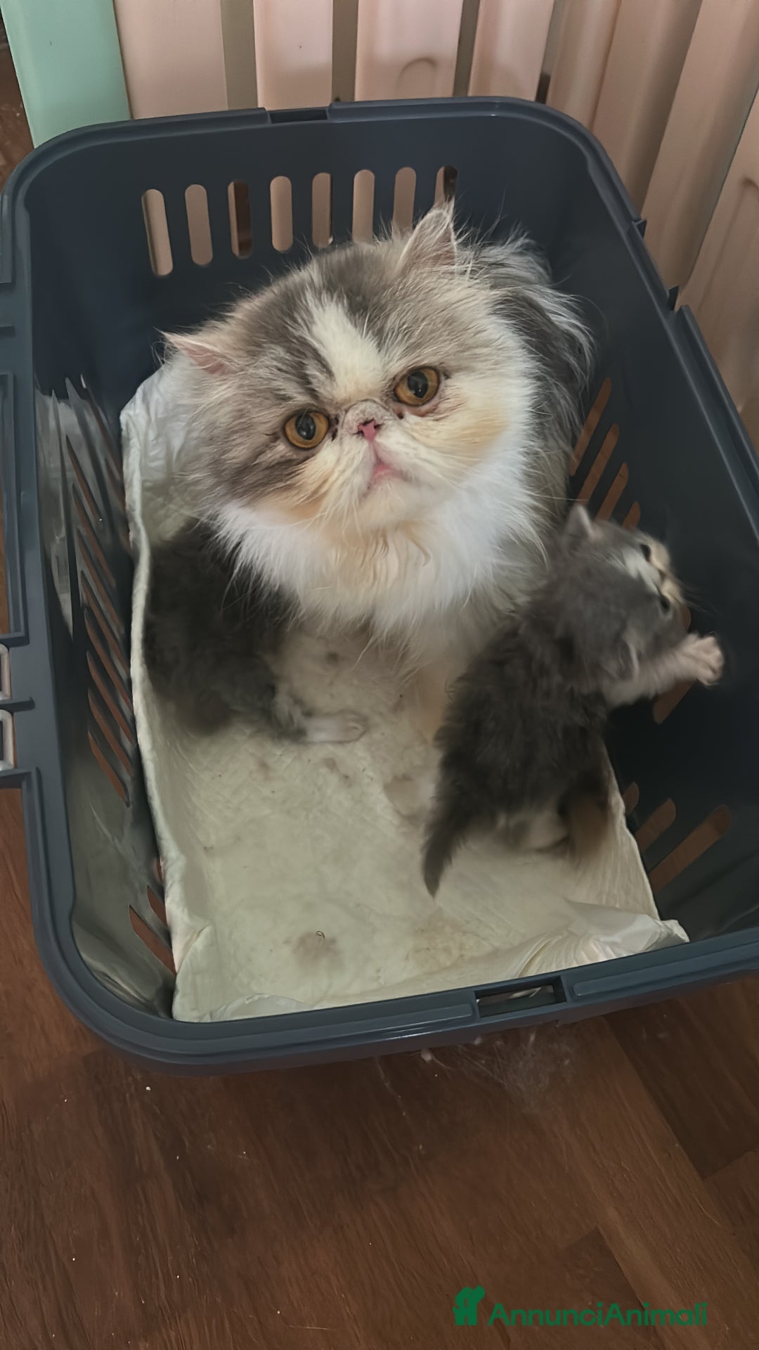Persiano gatti in vendita: Cucciolo gatto persiano  a Città Metropolitana di Torino - Immagine 10