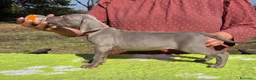 Weimaraner cani in vendita: Cuccioli Weimaraner - Annuncio 2