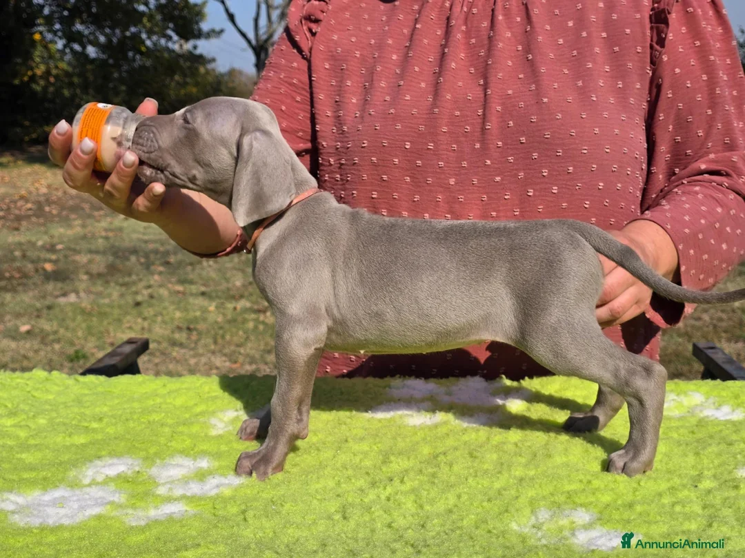 Weimaraner cani in vendita: Cuccioli Weimaraner - Annuncio 2