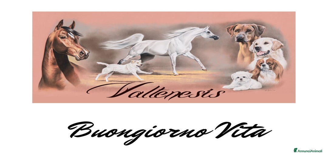 Immagine della galleria {{count}}