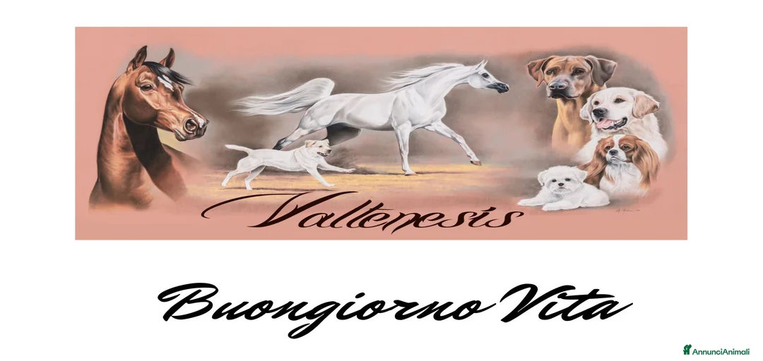 Immagine della galleria {{count}}