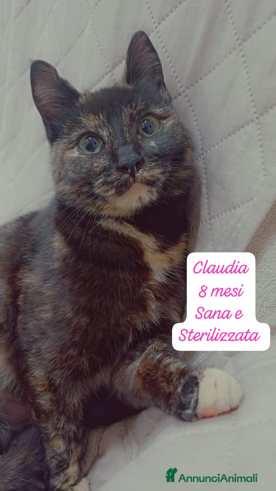 Altre razze gatti Gattini desiderosi di trovare famiglia  - Annuncio 6