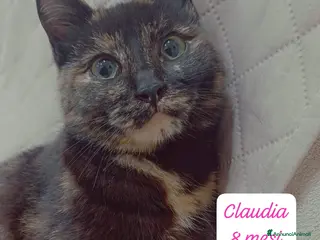 Altre razze gatti Gattini desiderosi di trovare famiglia - Annuncio 6