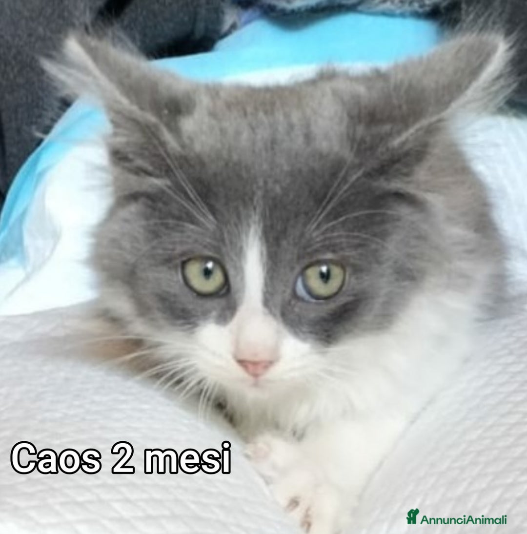 Meticcio gatti in regalo: GATTINI ABBANDONATI: EMERGENZA  - Annuncio 7