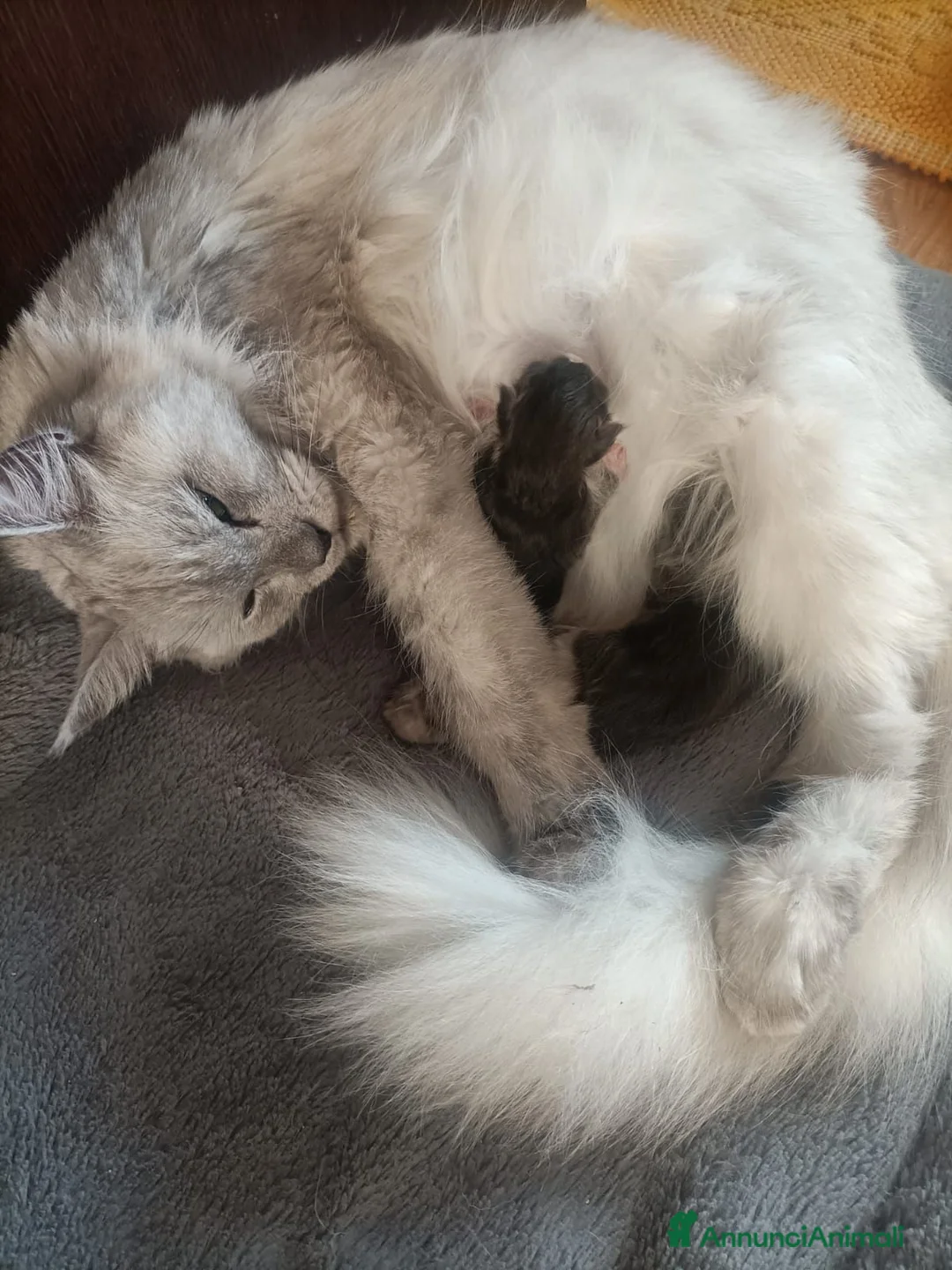 Maine Coon gatti in vendita: Cucciolo Maine Coon - Annuncio 2