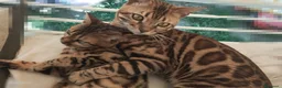 Bengala gatti in vendita: Gatto del Bengala Maschio  - Annuncio 3
