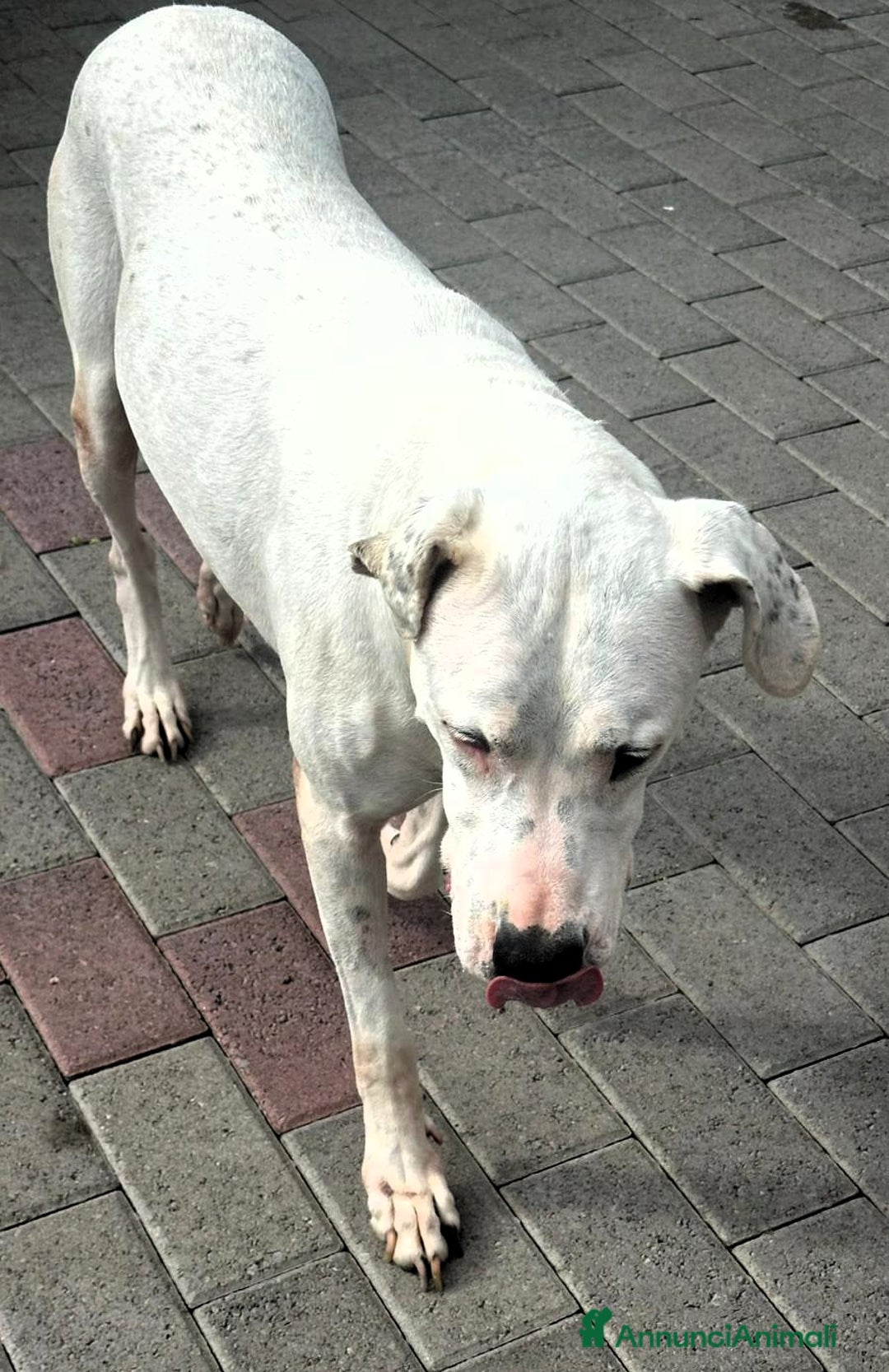 Meticcio cani in regalo: LOLA DOGO ARGENTINO - Annuncio 6