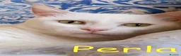 Europeo gatti in regalo: PERLA GATTINA BIANCA DOLCISSIMA - Annuncio 3