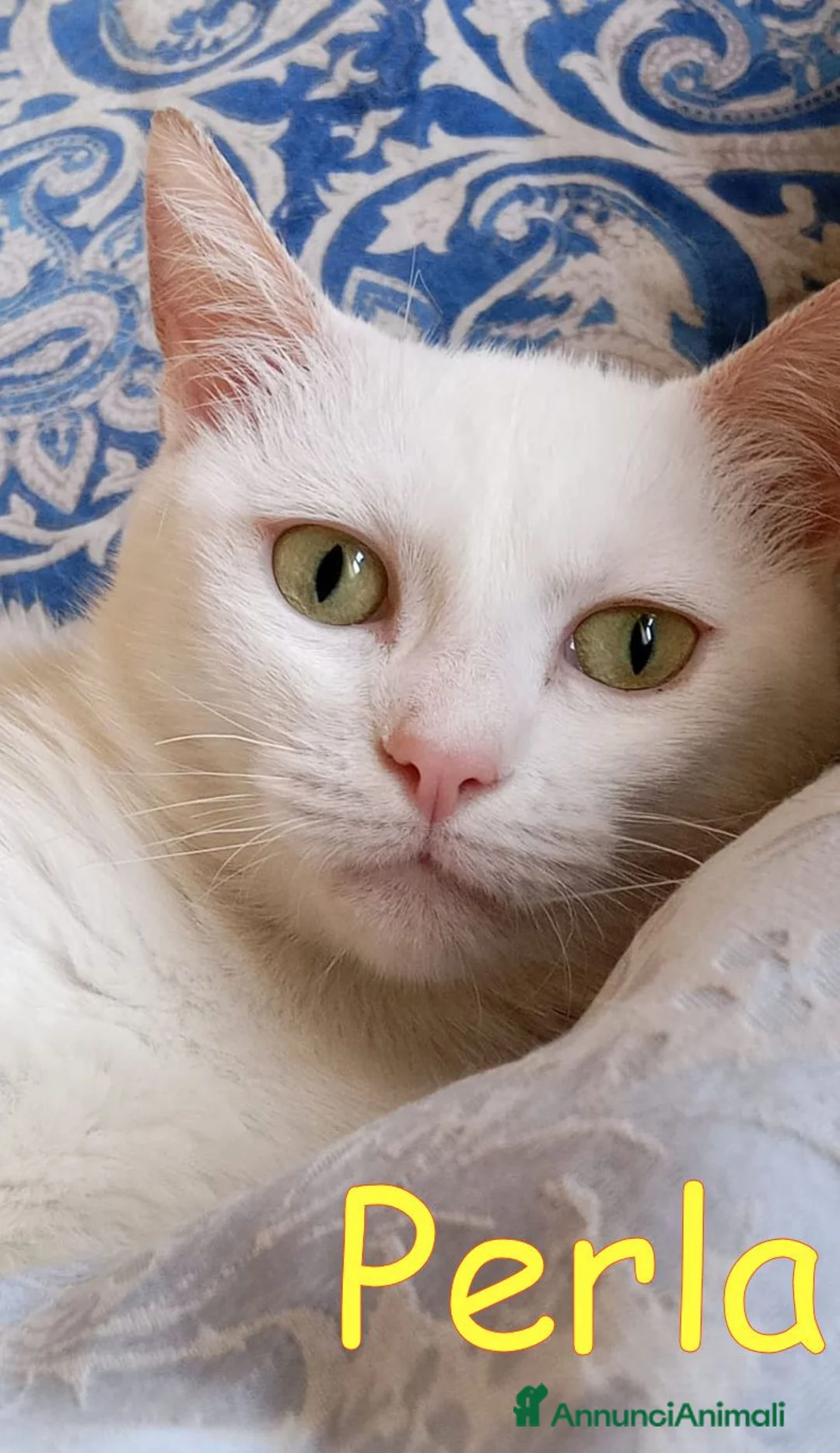 Europeo gatti in regalo: PERLA GATTINA BIANCA DOLCISSIMA - Annuncio 3
