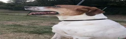 Meticcio cani in regalo: TOMMY bravo!Deve finalmente trovare pace a Città Metropolitana di Torino - Annuncio 4