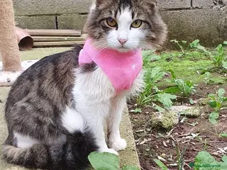 Europeo gatti HOUDINI,un delizioso gattino - Annuncio 42