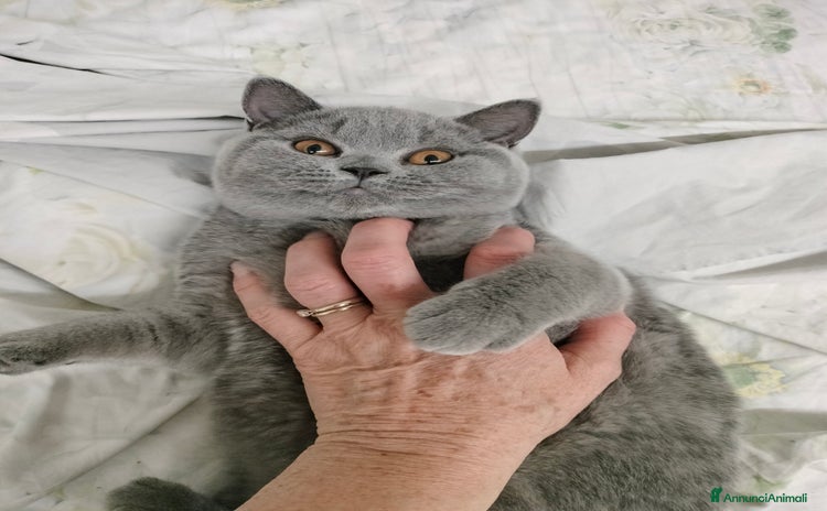British gatti a Provincia di Verona - Annuncio 7