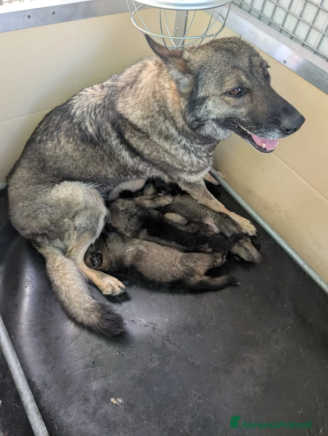 Pastore Tedesco cani in vendita: Cuccioli disponibili di Pastore Tedesco a Provincia di Modena - Annuncio 2