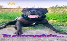 Cane Corso cani in regalo: OSSO – il cane corso dimenticato da tutti  a Provincia di Padova - Immagine 2