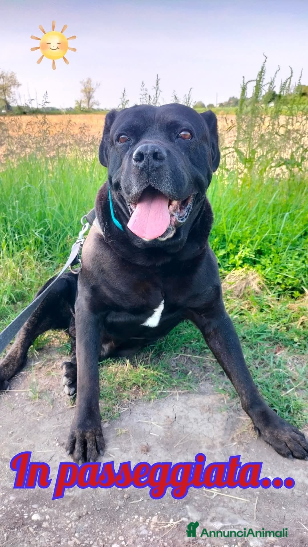 Cane Corso cani in regalo: OSSO – il cane corso dimenticato da tutti  a Provincia di Padova - Immagine 2