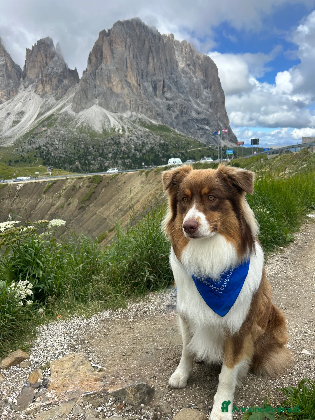 Australian Shepherd cani per accoppiamento: Australiano Red Tricolor  a Provincia di Ravenna - Annuncio 9