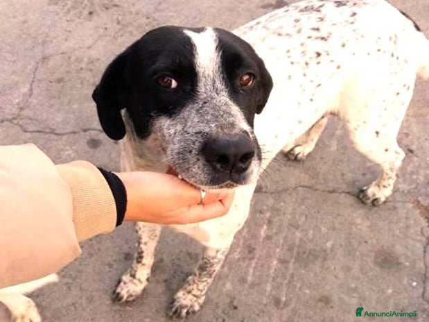 Meticcio cani a Città metropolitana di Catania - Annuncio 4