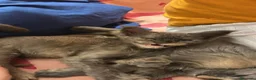 Maine Coon gatti in vendita: Cuccioli di Mainecoon  - Annuncio 11