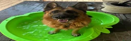 Meticcio cani in regalo: IBRA PASTORE TEDESCO - Annuncio 3