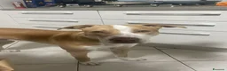 Pitbull cani in regalo: Regalo Pitbull di un anno - Annuncio 3