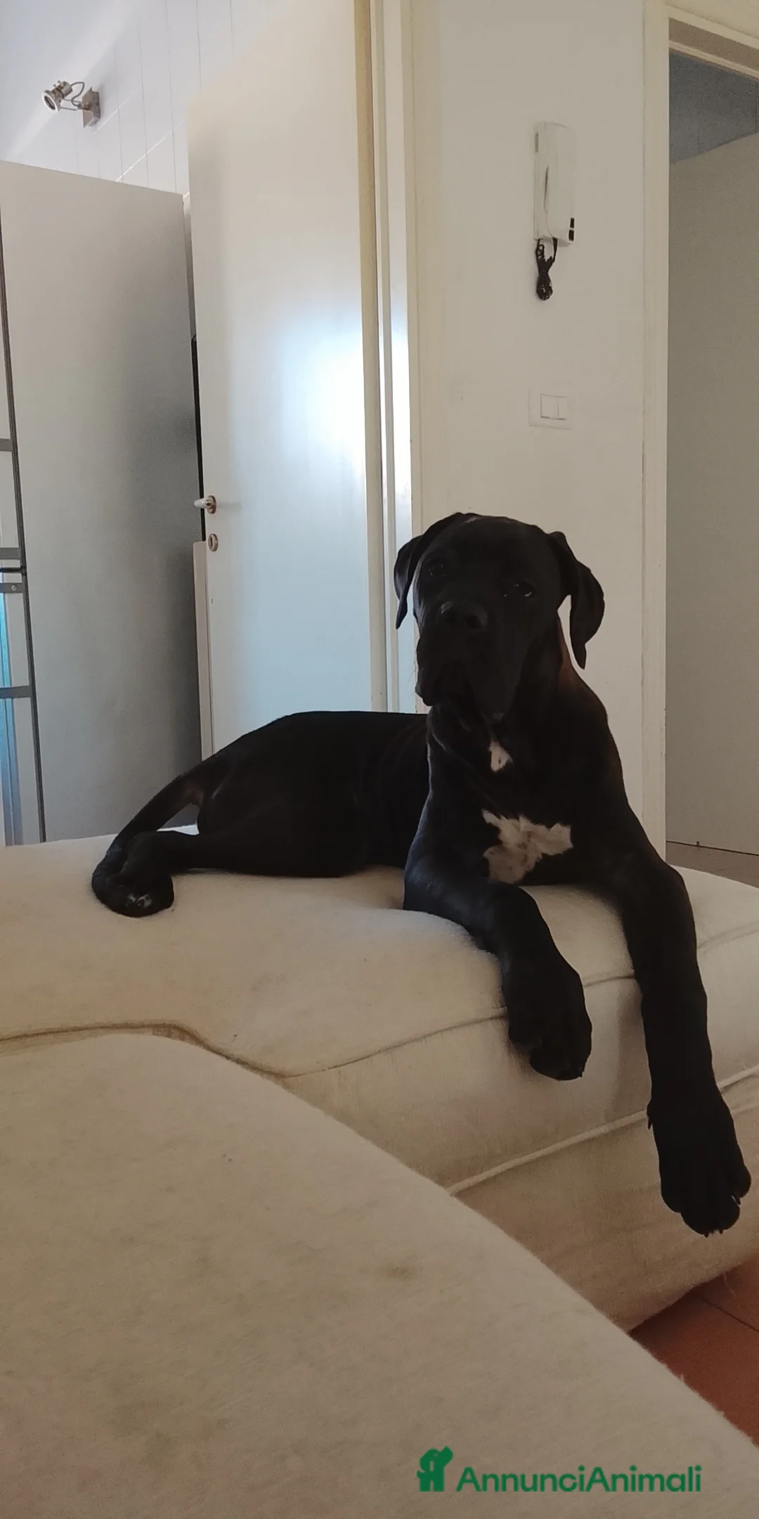 Cane Corso cani in vendita: Cane corso - Annuncio 2