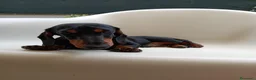 Bassotto cani in vendita: Bassotto tedesco  - Annuncio 3