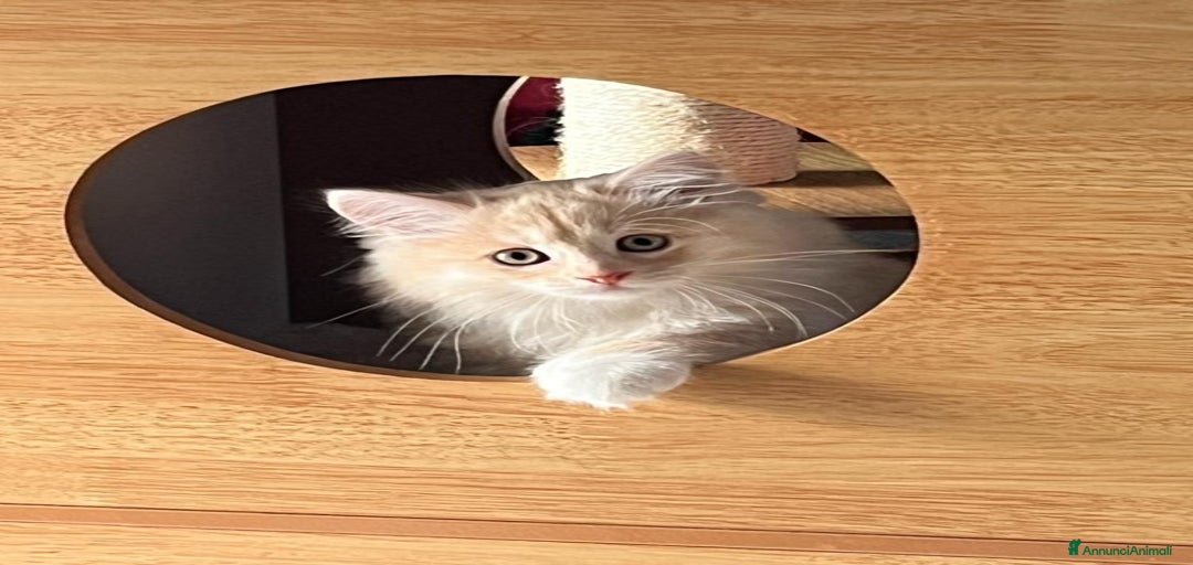 Immagine della galleria {{count}}