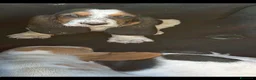 Bassethound cani in vendita: basset hound  a Provincia di Avellino - Annuncio 8