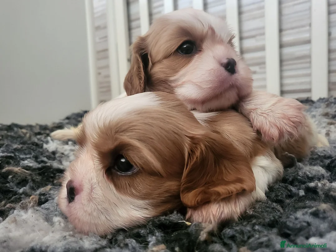Cavalier King cani in vendita: CAVALIER KING CHARLES SPANIEL  - Annuncio 1
