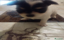 Chihuahua cani in vendita: Vendo cuccioli  a Città metropolitana di Catania - Immagine 3