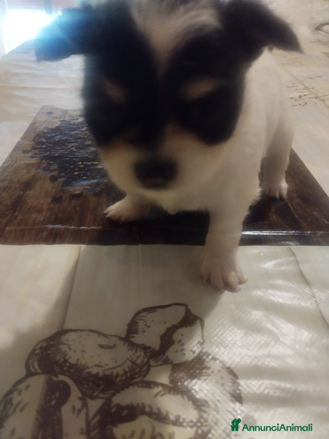 Chihuahua cani in vendita: Vendo cuccioli  a Città metropolitana di Catania - Immagine 3