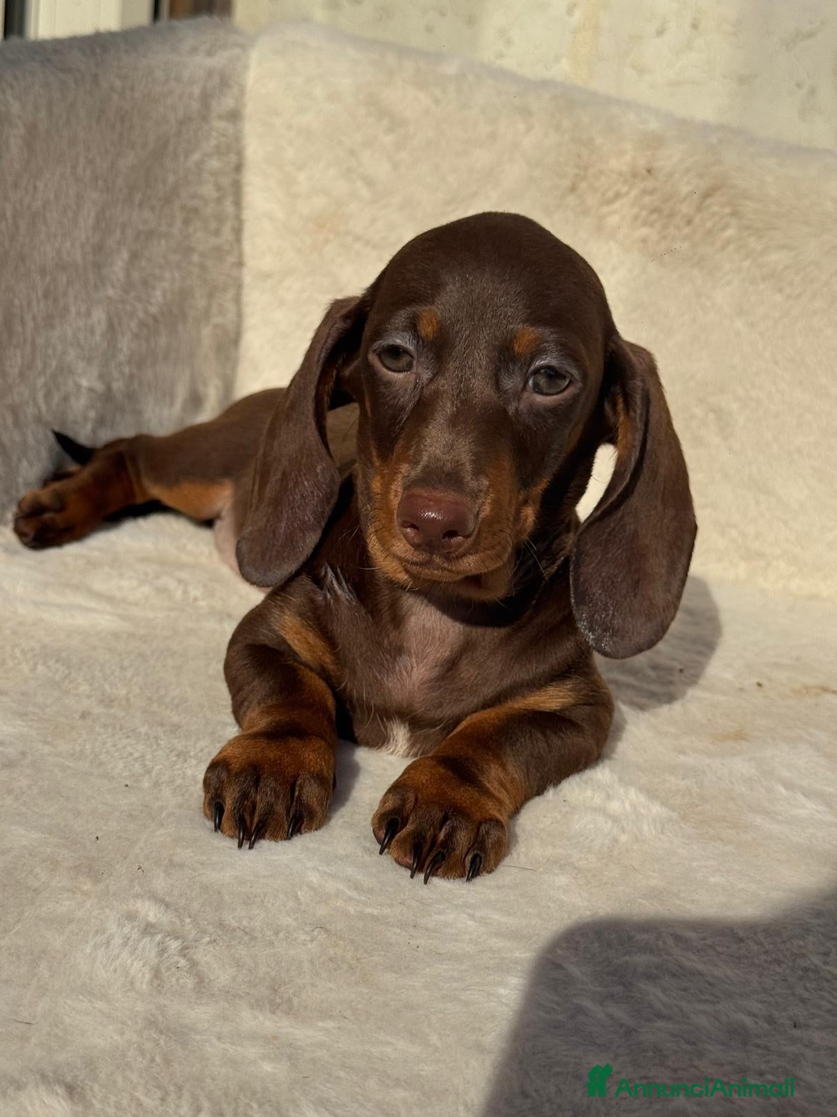 Bassotto cani Bassotti cuccioli  - Annuncio 12