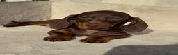 Bassotto cani in vendita: Bassotti cuccioli  - Annuncio 1