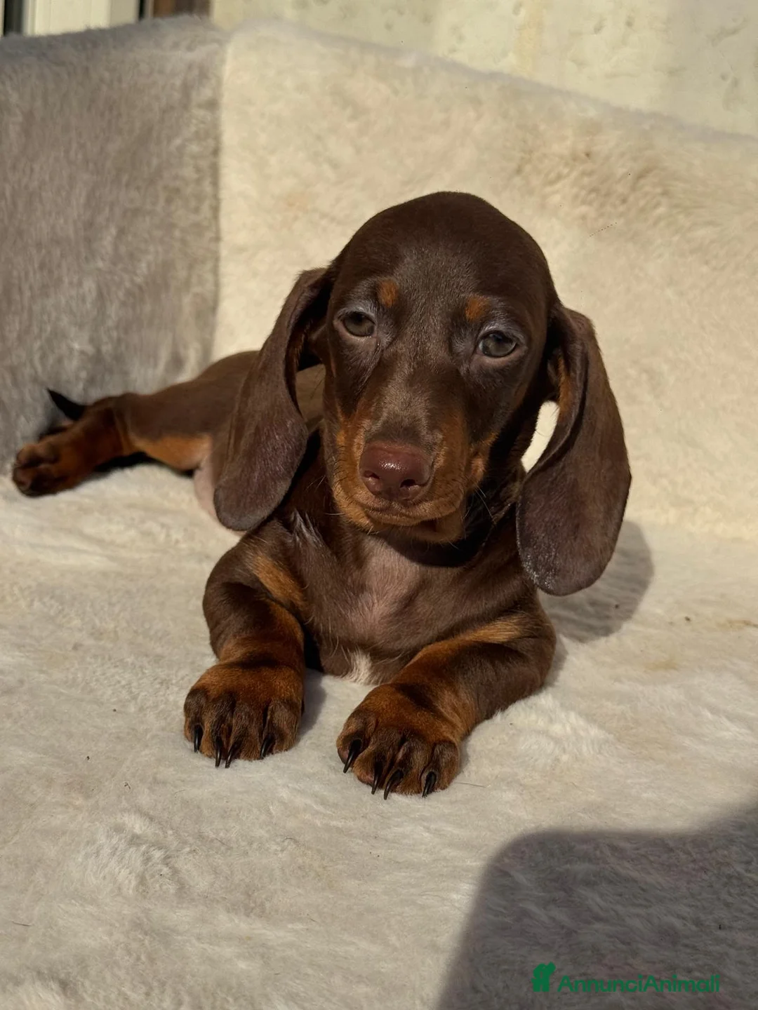 Bassotto cani in vendita: Bassotti cuccioli  - Annuncio 1