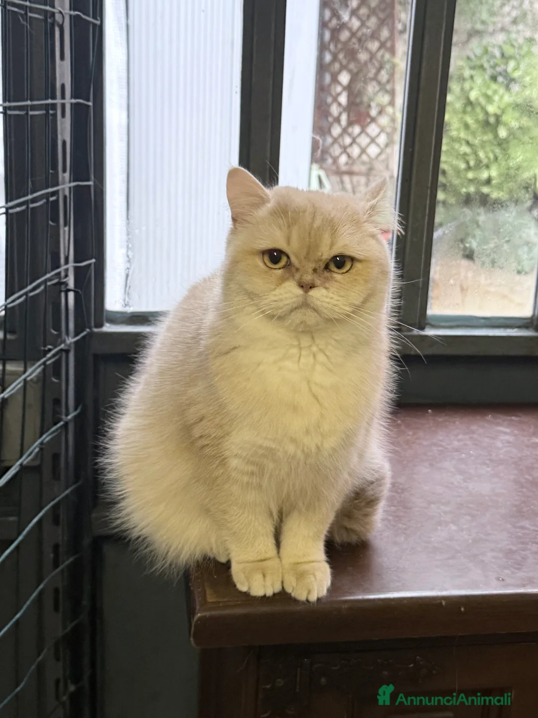 British gatti in vendita: British femmina  - Annuncio 5