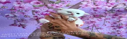 British gatti in vendita: Cuccioli di Brisith Shorthair con Pedigree - Annuncio 7