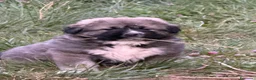 Pastore del Caucaso cani in vendita: Cucciole pastore del caucaso - Annuncio 1