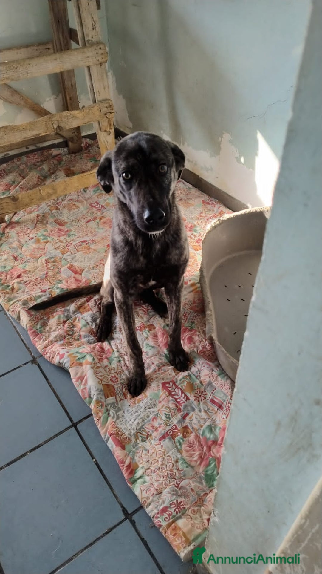 Altre razze cani in regalo: bred  - Annuncio 5