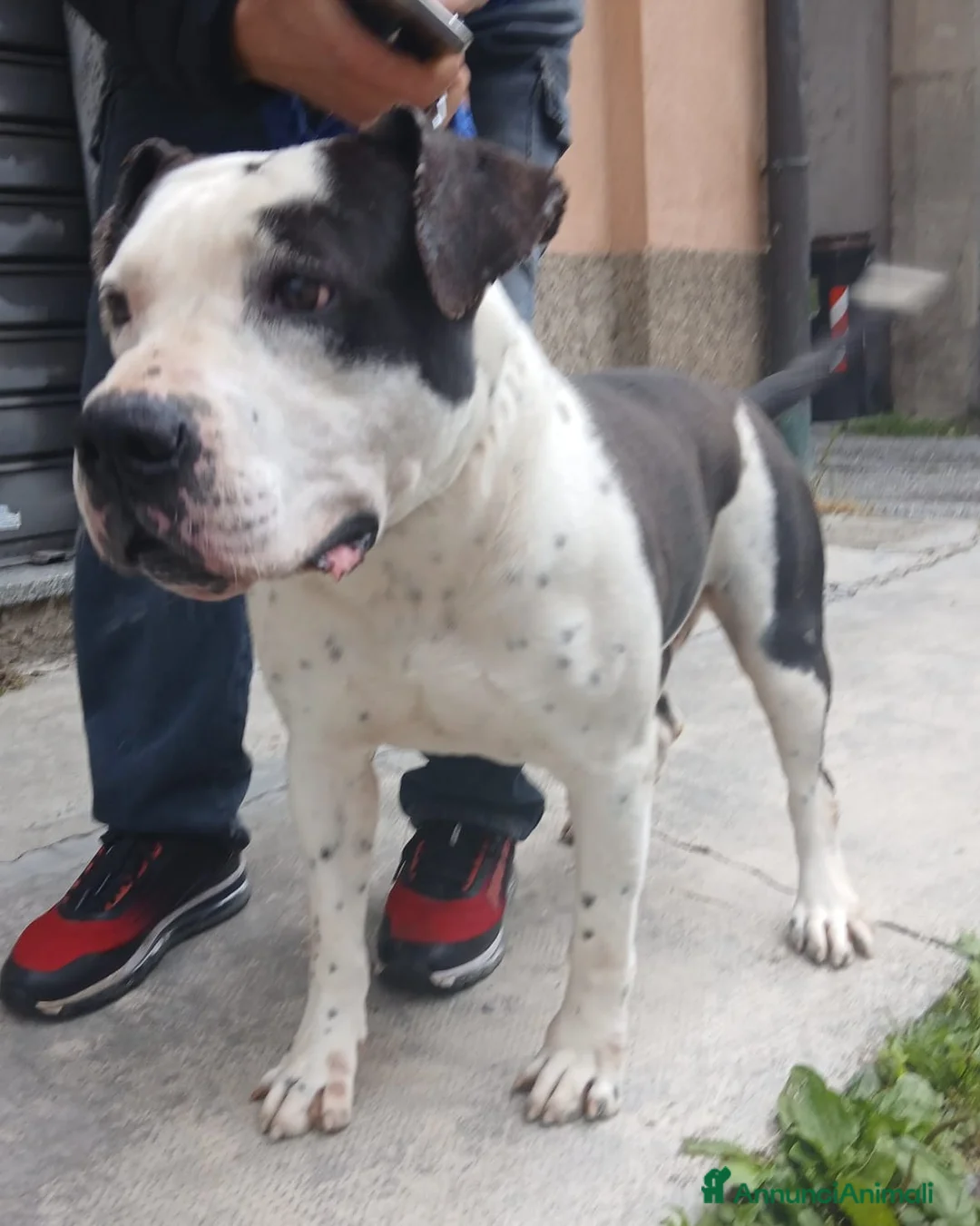 Pitbull cani in regalo: ARGO simil amstaff: vogliamo la sua rinascita a Provincia di Monza e della Brianza - Annuncio 8