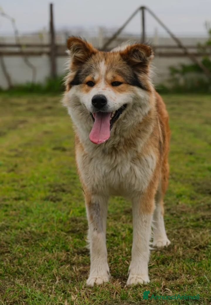 Meticcio cani 18mesi simil Akitainu BELLISSIMA,ok gatti.NAPOLI - Annuncio 25