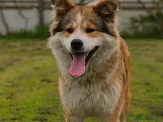 Meticcio cani 18mesi simil Akitainu BELLISSIMA,ok gatti.NAPOLI - Annuncio 25
