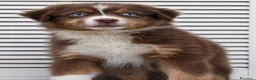 Australian Shepherd cani in vendita: Red tricolor maschietto pastore australiano  - Annuncio 1