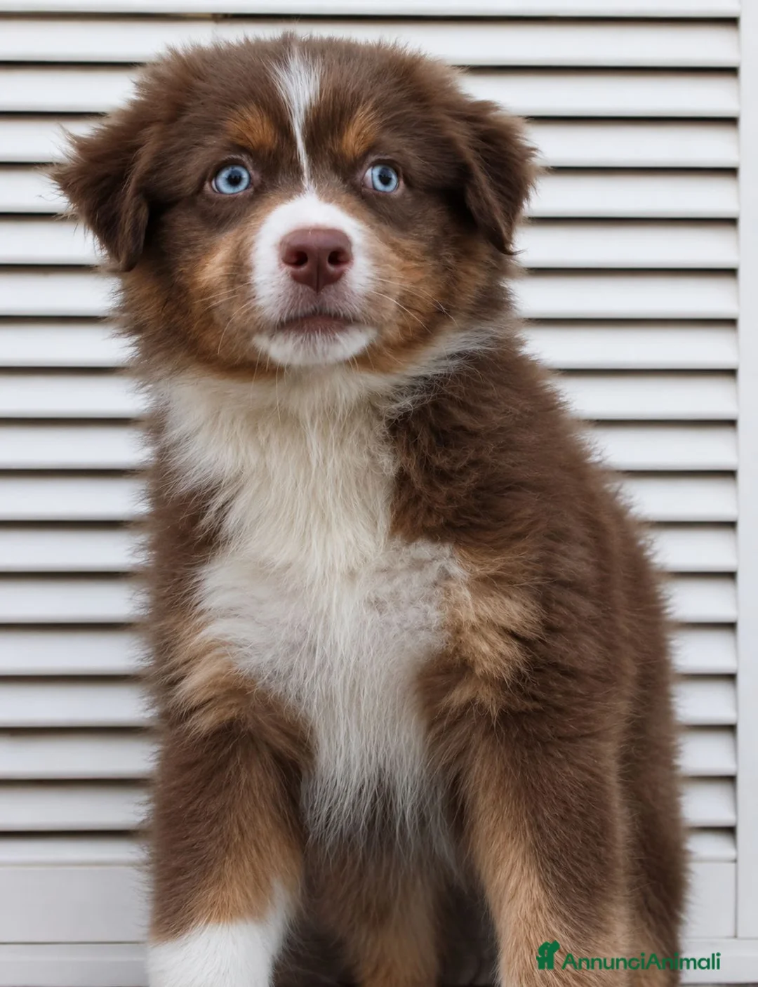 Australian Shepherd cani in vendita: Red tricolor maschietto pastore australiano  - Annuncio 1