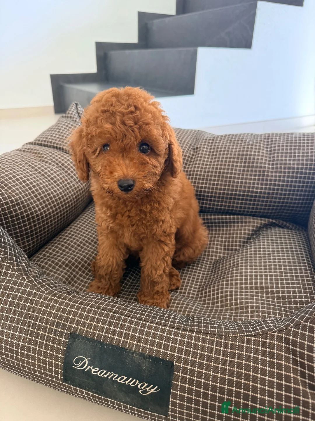Barboncino Toy cani in vendita: Cucciolo barboncino toy - Annuncio 2